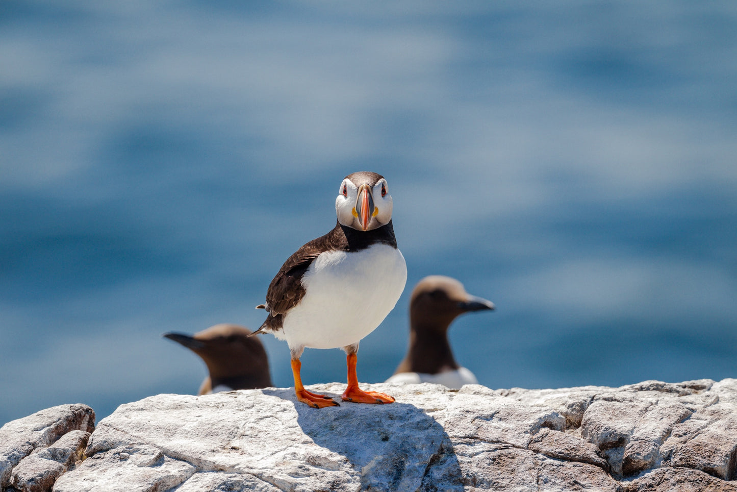 Puffin and Guillemots