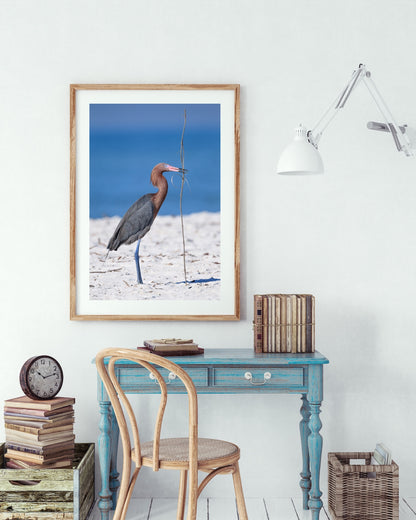Reddish Egret