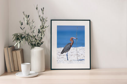 Reddish Egret