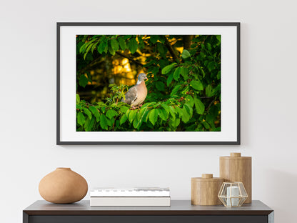 Wood Pigeon