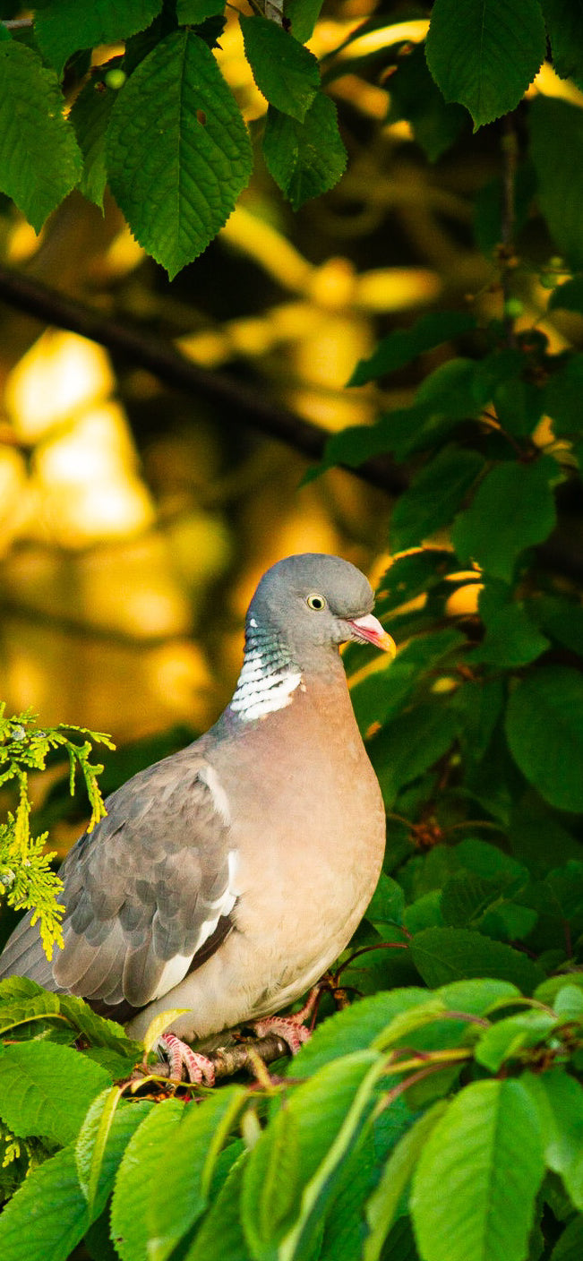 Woodpigeon Limited Edition Smartphone Wallpaper
