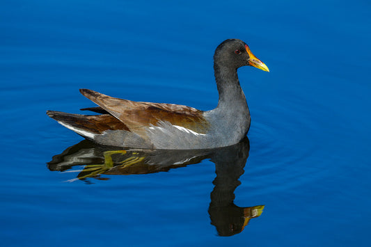 Common Gallinule