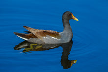 Load image into Gallery viewer, Common Gallinule
