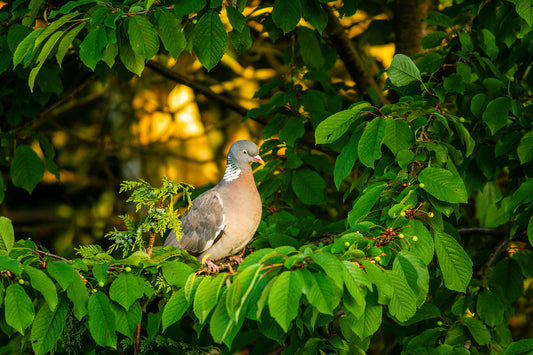 Wood Pigeon