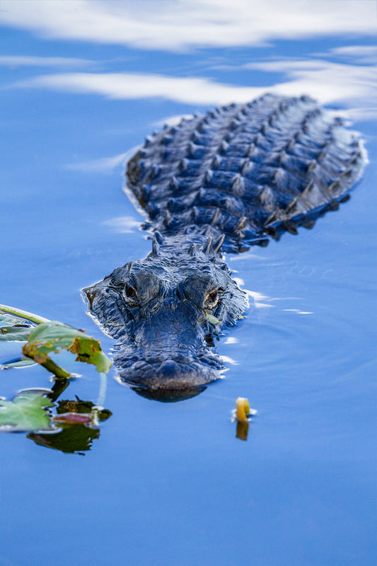 American Alligator