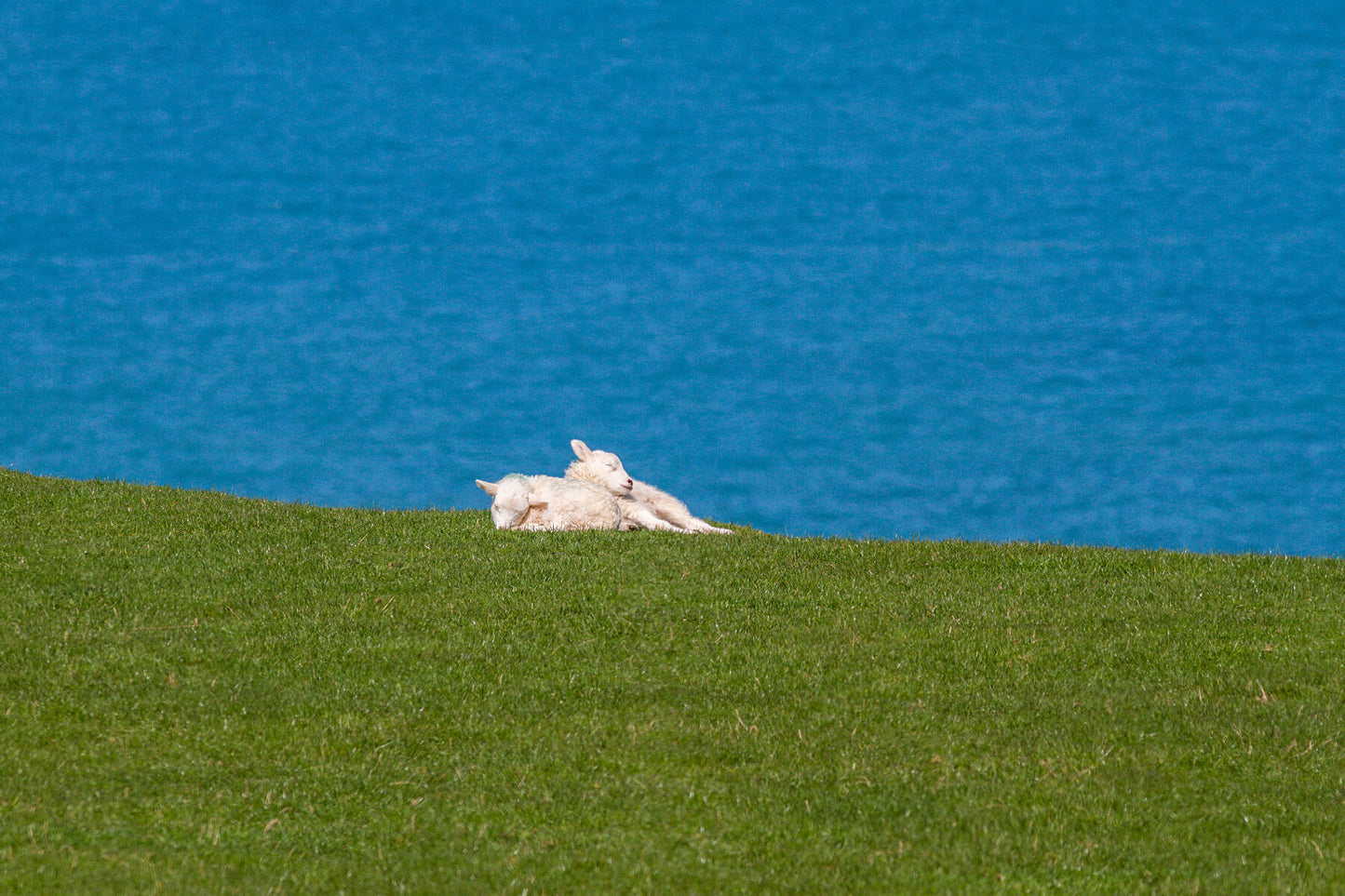 Lambs Together