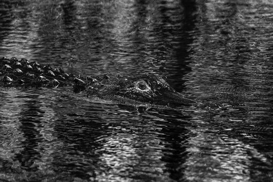 American Alligator Black and White