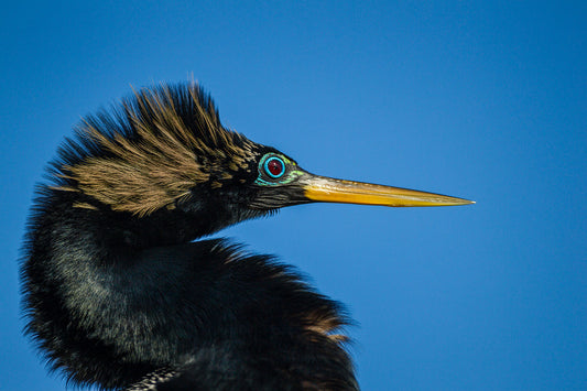 Anhinga