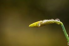 Load image into Gallery viewer, Daffodil Bud
