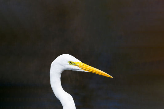 Great Egret