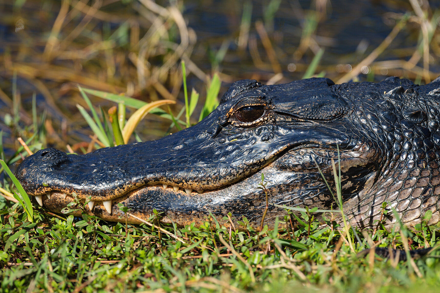 Alligator Grin