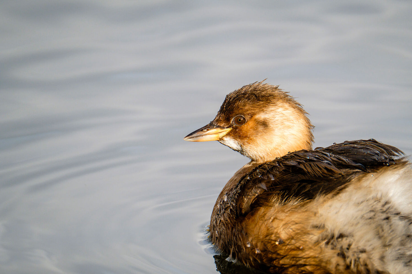 Little Grebe