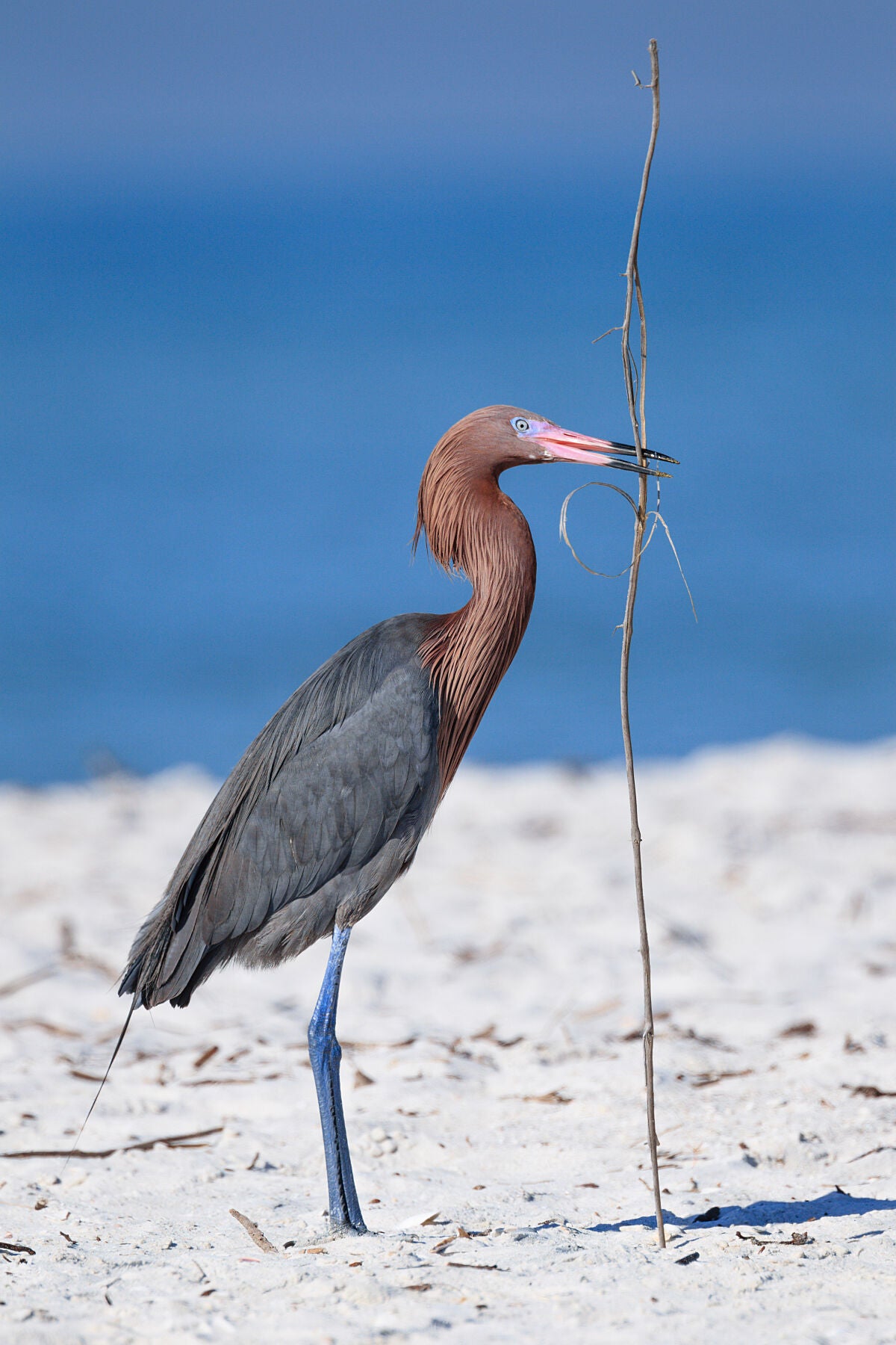 Reddish Egret