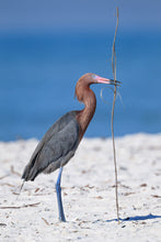 Load image into Gallery viewer, Reddish Egret
