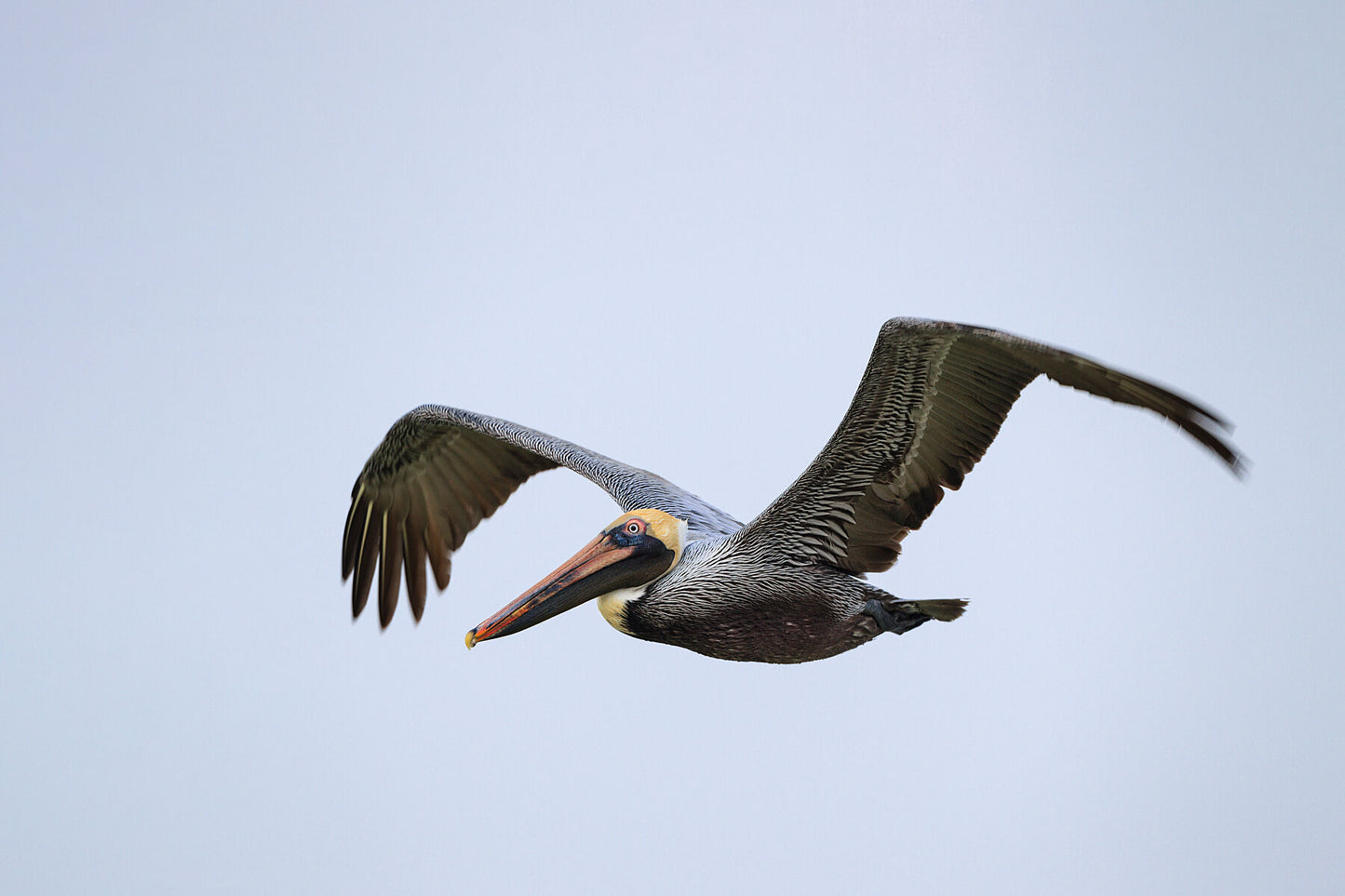 Brown Pelican