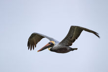 Load image into Gallery viewer, Brown Pelican
