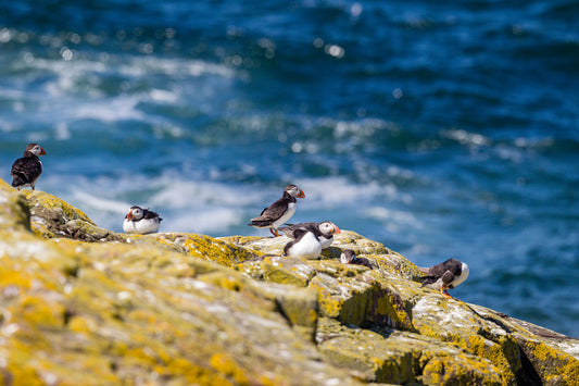 Puffins on the Rocks