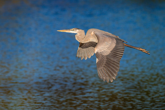 Great Blue Heron