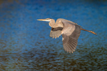 Load image into Gallery viewer, Great Blue Heron
