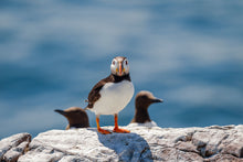 Load image into Gallery viewer, Puffin and Guillemots
